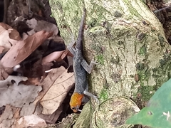 Gonatodes albogularis fuscus