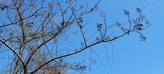 Paulownia tomentosa