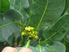 Psychotria capensis capensis