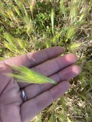 Hordeum marinum