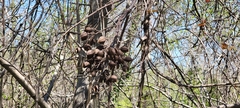 Paulownia tomentosa