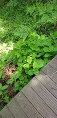 Hydrangea serrata