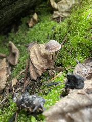 Psathyrella frustulenta
