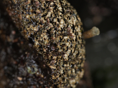 Dodecaceria fewkesi