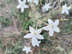 Nicotiana repanda