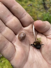 Psathyrella frustulenta