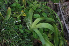 Albuca batteniana