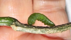 Leptosia alcesta inalcesta