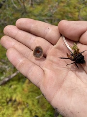 Psathyrella frustulenta