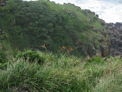 Strelitzia reginae reginae