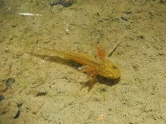 Italian Crested Newt photo 4