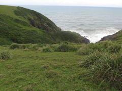 Strelitzia reginae reginae