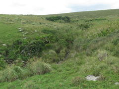 Strelitzia reginae reginae