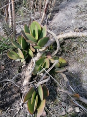 Kalanchoe fedtschenkoi