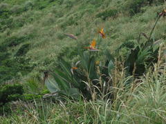 Strelitzia reginae reginae