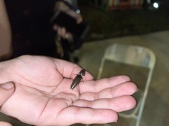 Ignelater havaniensis