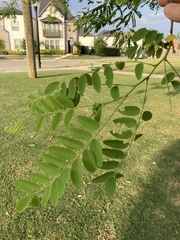 Robinia pseudoacacia