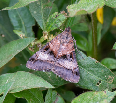 Melipotis nigrobasis