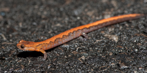 Southern Zigzag Salamander