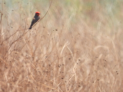 Pyrocephalus rubinus