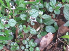 Plectranthus strigosus