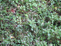 Plectranthus strigosus