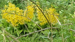 Calanthe sieboldii