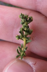Eriophyes adenostomae