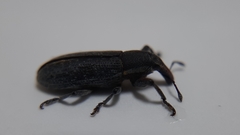 Lixus vilis