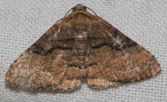 Aporoctena