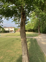Robinia pseudoacacia