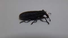 Lixus vilis