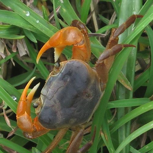 Charal (Peces en la Presa Xhimojay) · iNaturalist