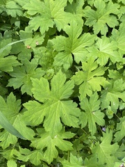 Hydrastis canadensis
