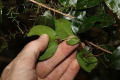 Leichhardtia flavescens