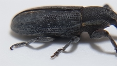 Lixus vilis