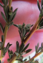 Eriophyes adenostomae