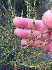 Eriophyes adenostomae