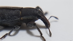 Lixus vilis