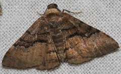 Aporoctena