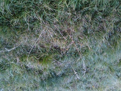 Poaceae