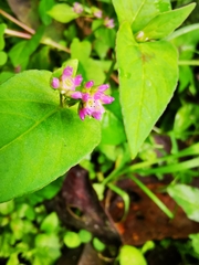 Persicaria nepalensis