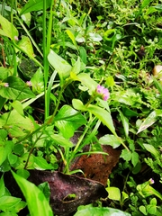 Persicaria nepalensis
