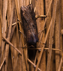 Noctuidae