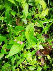 Persicaria nepalensis