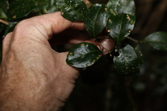 Rhysotoechia bifoliolata