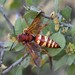 Western Cicada-killer Wasp - Photo (c) Todd Fitzgerald, some rights reserved (CC BY-NC), uploaded by Todd Fitzgerald