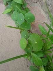 Hydrocotyle bonariensis