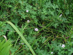 Geranium caffrum