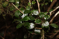 Rhysotoechia bifoliolata